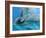 Bottlenose Dolphins, Three Close-Up of Heads Underwater-Augusto Leandro Stanzani-Framed Photographic Print