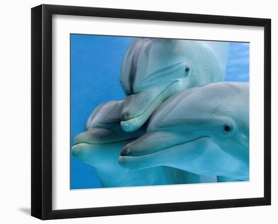 Bottlenose Dolphins, Three Close-Up of Heads Underwater-Augusto Leandro Stanzani-Framed Photographic Print