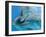 Bottlenose Dolphins, Three Close-Up of Heads Underwater-Augusto Leandro Stanzani-Framed Photographic Print