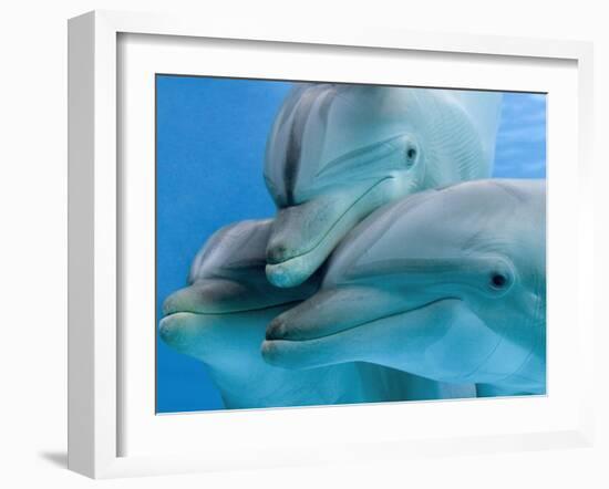 Bottlenose Dolphins, Three Close-Up of Heads Underwater-Augusto Leandro Stanzani-Framed Photographic Print