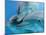 Bottlenose Dolphins, Three Close-Up of Heads Underwater-Augusto Leandro Stanzani-Mounted Photographic Print