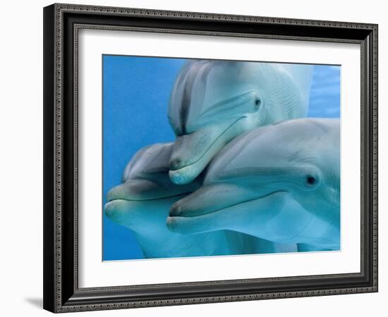 Bottlenose Dolphins, Three Close-Up of Heads Underwater-Augusto Leandro Stanzani-Framed Photographic Print