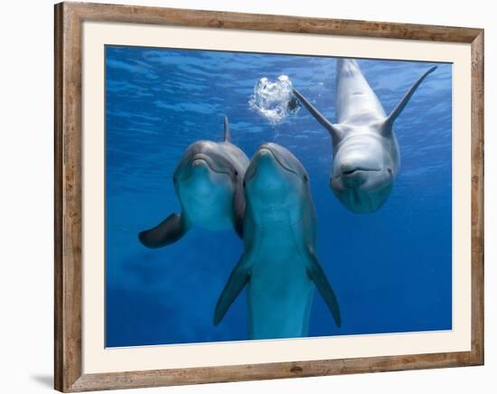 Bottlenose Dolphins Three Playing Underwater Framed Photographic