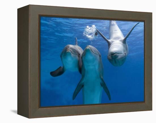 Bottlenose Dolphins, Three Playing Underwater-Augusto Leandro Stanzani-Framed Premier Image Canvas