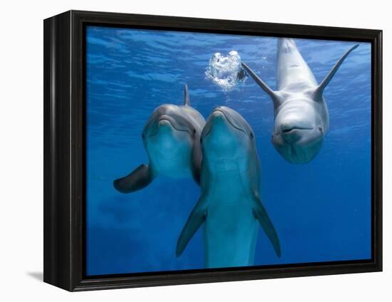 Bottlenose Dolphins, Three Playing Underwater-Augusto Leandro Stanzani-Framed Premier Image Canvas