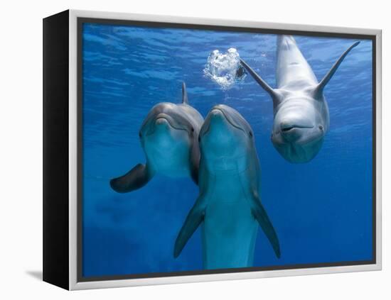 Bottlenose Dolphins, Three Playing Underwater-Augusto Leandro Stanzani-Framed Premier Image Canvas