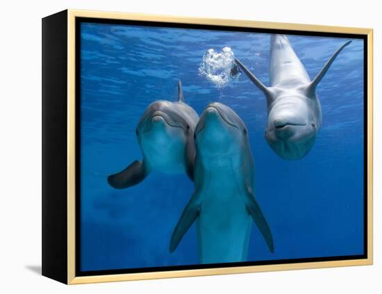 Bottlenose Dolphins, Three Playing Underwater-Augusto Leandro Stanzani-Framed Premier Image Canvas