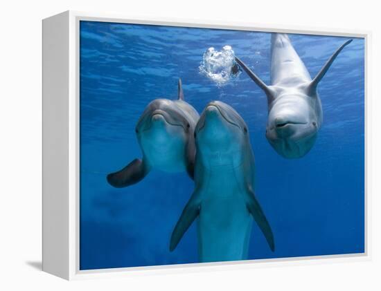 Bottlenose Dolphins, Three Playing Underwater-Augusto Leandro Stanzani-Framed Premier Image Canvas