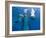 Bottlenose Dolphins, Three Playing Underwater-Augusto Leandro Stanzani-Framed Photographic Print