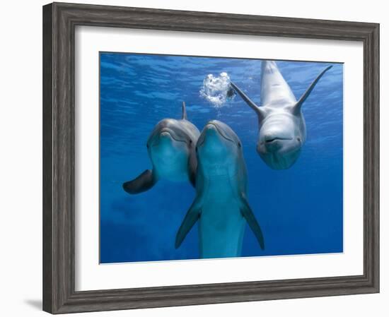 Bottlenose Dolphins, Three Playing Underwater-Augusto Leandro Stanzani-Framed Photographic Print