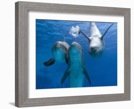 Bottlenose Dolphins, Three Playing Underwater-Augusto Leandro Stanzani-Framed Photographic Print