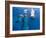 Bottlenose Dolphins, Three Playing Underwater-Augusto Leandro Stanzani-Framed Photographic Print