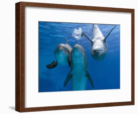 Bottlenose Dolphins, Three Playing Underwater-Augusto Leandro Stanzani-Framed Photographic Print