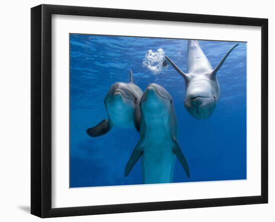 Bottlenose Dolphins, Three Playing Underwater-Augusto Leandro Stanzani-Framed Photographic Print