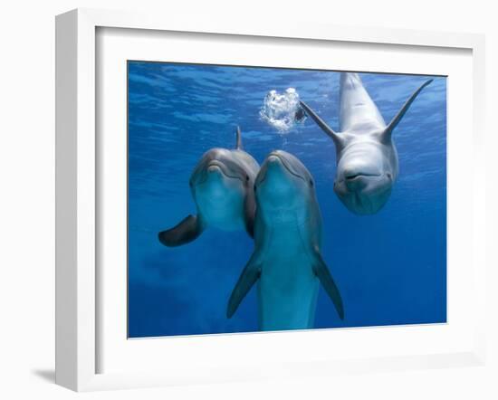 Bottlenose Dolphins, Three Playing Underwater-Augusto Leandro Stanzani-Framed Photographic Print