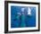 Bottlenose Dolphins, Three Playing Underwater-Augusto Leandro Stanzani-Framed Photographic Print