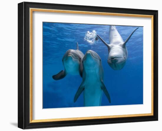 Bottlenose Dolphins, Three Playing Underwater-Augusto Leandro Stanzani-Framed Photographic Print