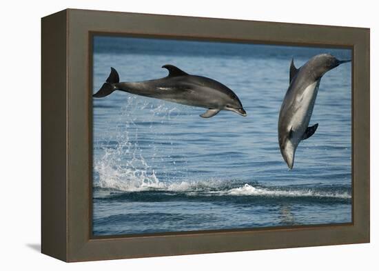 Bottlenose Dolphins (Tursiops Truncatus) Porpoising Playfully, Sado Estuary, Portugal-Pedro Narra-Framed Premier Image Canvas