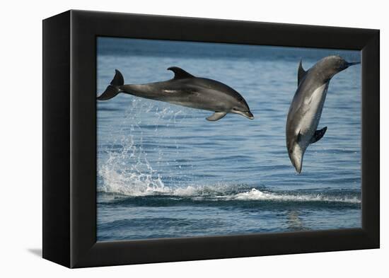 Bottlenose Dolphins (Tursiops Truncatus) Porpoising Playfully, Sado Estuary, Portugal-Pedro Narra-Framed Premier Image Canvas