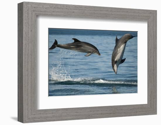 Bottlenose Dolphins (Tursiops Truncatus) Porpoising Playfully, Sado Estuary, Portugal-Pedro Narra-Framed Photographic Print