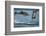 Bottlenose Dolphins (Tursiops Truncatus) Porpoising Playfully, Sado Estuary, Portugal-Pedro Narra-Framed Photographic Print