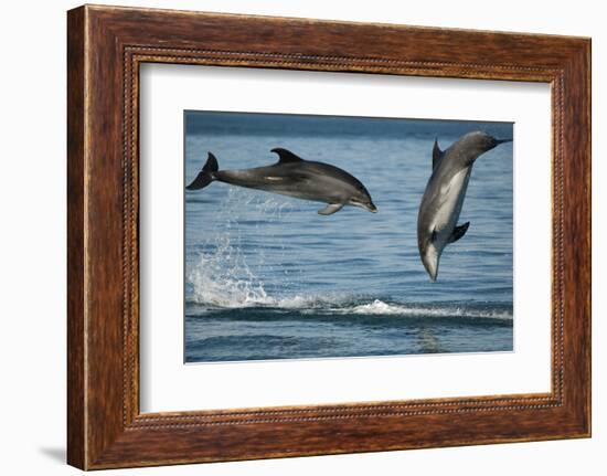 Bottlenose Dolphins (Tursiops Truncatus) Porpoising Playfully, Sado Estuary, Portugal-Pedro Narra-Framed Photographic Print