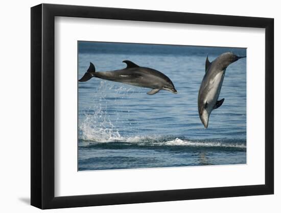 Bottlenose Dolphins (Tursiops Truncatus) Porpoising Playfully, Sado Estuary, Portugal-Pedro Narra-Framed Photographic Print