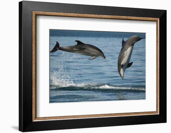 Bottlenose Dolphins (Tursiops Truncatus) Porpoising Playfully, Sado Estuary, Portugal-Pedro Narra-Framed Photographic Print