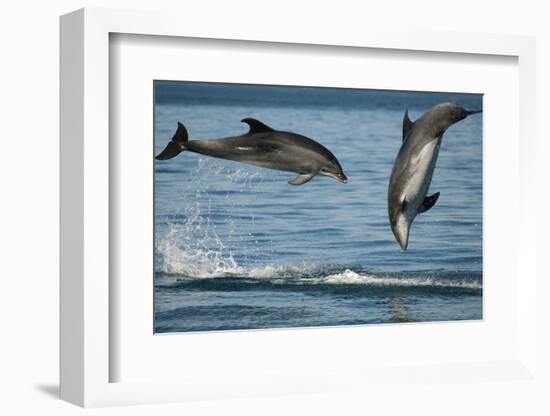 Bottlenose Dolphins (Tursiops Truncatus) Porpoising Playfully, Sado Estuary, Portugal-Pedro Narra-Framed Photographic Print