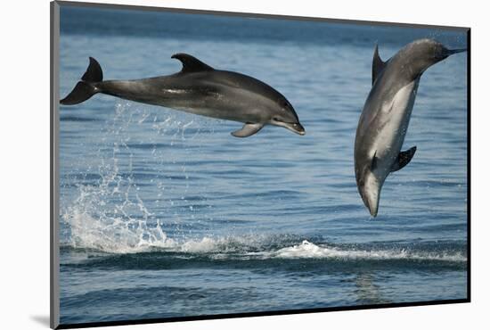 Bottlenose Dolphins (Tursiops Truncatus) Porpoising Playfully, Sado Estuary, Portugal-Pedro Narra-Mounted Photographic Print