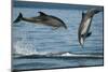 Bottlenose Dolphins (Tursiops Truncatus) Porpoising Playfully, Sado Estuary, Portugal-Pedro Narra-Mounted Photographic Print