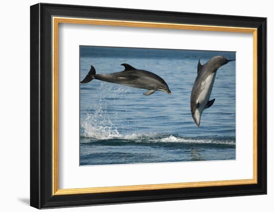 Bottlenose Dolphins (Tursiops Truncatus) Porpoising Playfully, Sado Estuary, Portugal-Pedro Narra-Framed Photographic Print