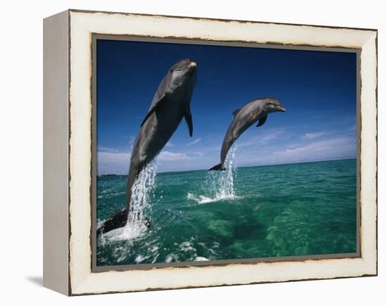 Bottlenose Dolphins, Tursiops Truncatus-Stuart Westmorland-Framed Premier Image Canvas