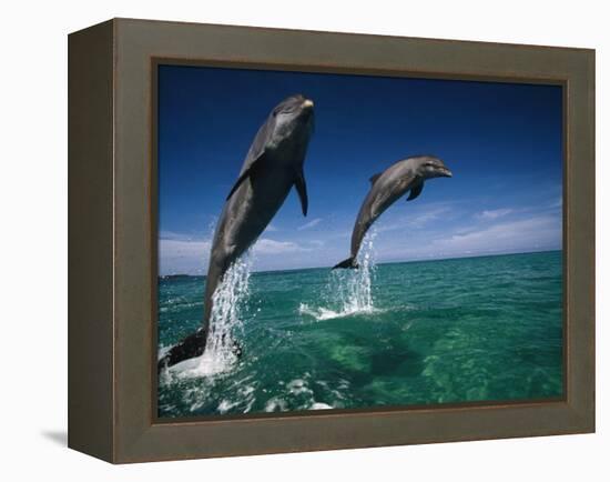 Bottlenose Dolphins, Tursiops Truncatus-Stuart Westmorland-Framed Premier Image Canvas