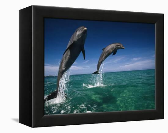 Bottlenose Dolphins, Tursiops Truncatus-Stuart Westmorland-Framed Premier Image Canvas