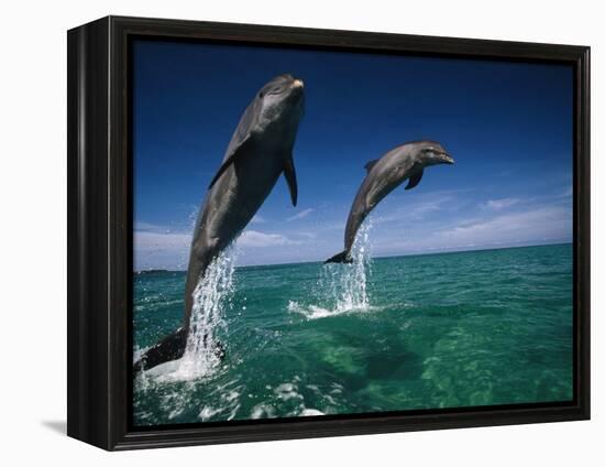 Bottlenose Dolphins, Tursiops Truncatus-Stuart Westmorland-Framed Premier Image Canvas