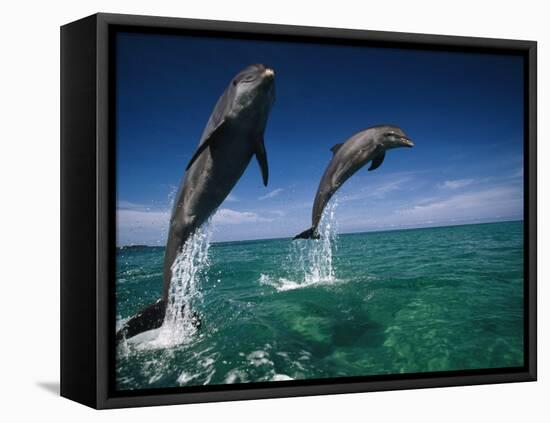 Bottlenose Dolphins, Tursiops Truncatus-Stuart Westmorland-Framed Premier Image Canvas