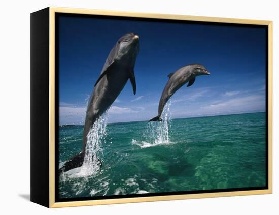 Bottlenose Dolphins, Tursiops Truncatus-Stuart Westmorland-Framed Premier Image Canvas