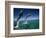 Bottlenose Dolphins, Tursiops Truncatus-Stuart Westmorland-Framed Photographic Print