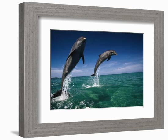 Bottlenose Dolphins, Tursiops Truncatus-Stuart Westmorland-Framed Photographic Print