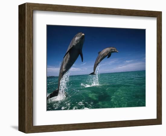 Bottlenose Dolphins, Tursiops Truncatus-Stuart Westmorland-Framed Photographic Print