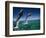 Bottlenose Dolphins, Tursiops Truncatus-Stuart Westmorland-Framed Photographic Print