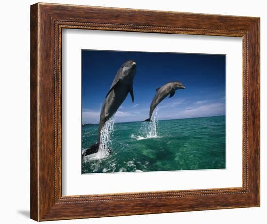 Bottlenose Dolphins, Tursiops Truncatus-Stuart Westmorland-Framed Photographic Print