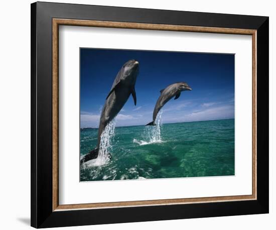 Bottlenose Dolphins, Tursiops Truncatus-Stuart Westmorland-Framed Photographic Print