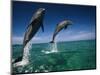Bottlenose Dolphins, Tursiops Truncatus-Stuart Westmorland-Mounted Photographic Print