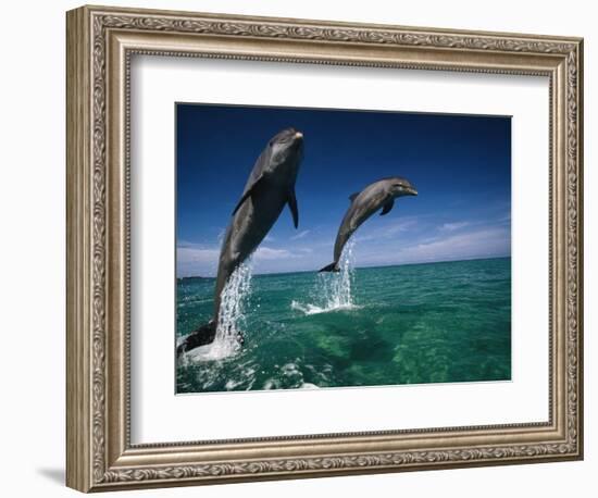 Bottlenose Dolphins, Tursiops Truncatus-Stuart Westmorland-Framed Premium Photographic Print