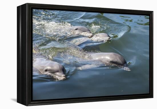 Bottlenose Dolphins, Tursiops Tursiops, Grassy Key, Florida, United States of America-Michael Runkel-Framed Premier Image Canvas