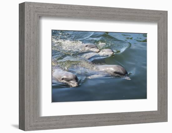 Bottlenose Dolphins, Tursiops Tursiops, Grassy Key, Florida, United States of America-Michael Runkel-Framed Photographic Print