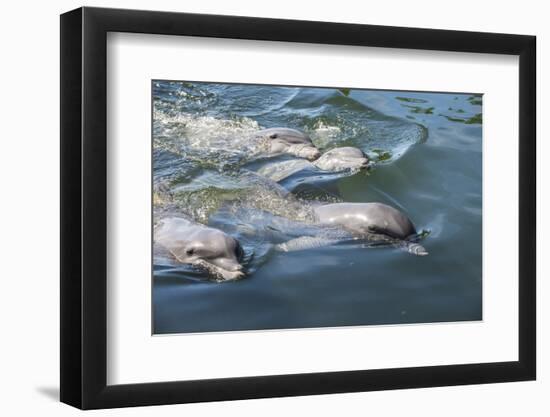 Bottlenose Dolphins, Tursiops Tursiops, Grassy Key, Florida, United States of America-Michael Runkel-Framed Photographic Print