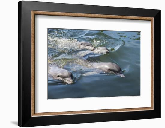 Bottlenose Dolphins, Tursiops Tursiops, Grassy Key, Florida, United States of America-Michael Runkel-Framed Photographic Print